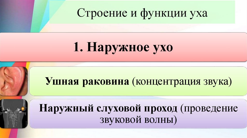 Строение и функции уха