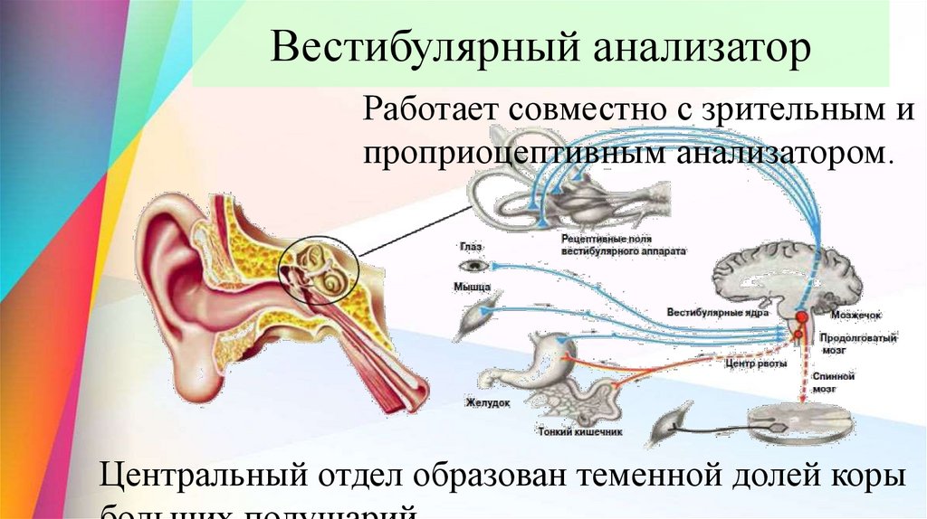 Вестибулярный анализатор