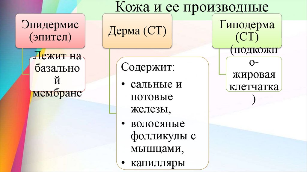 Кожа и ее производные
