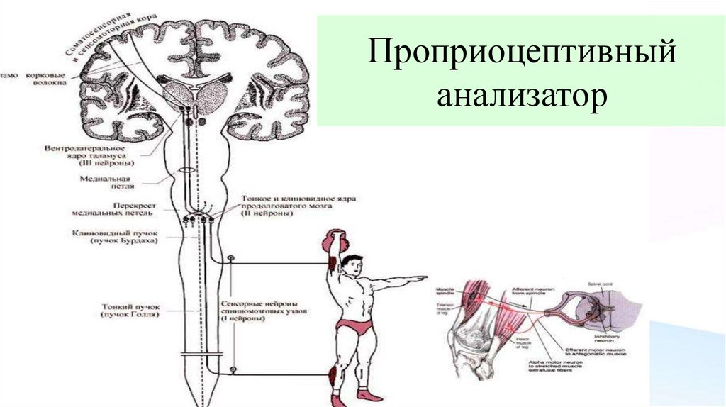 Проприоцептивный анализатор