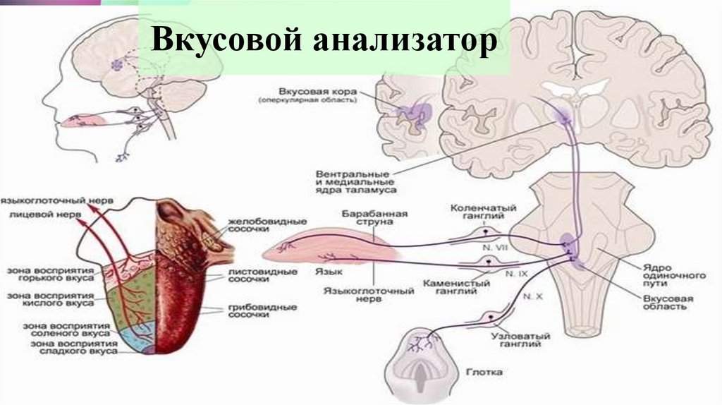 Вкусовой анализатор