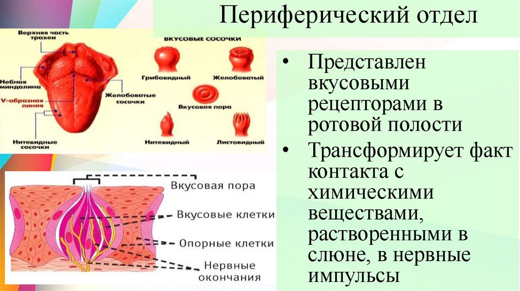 Периферический отдел