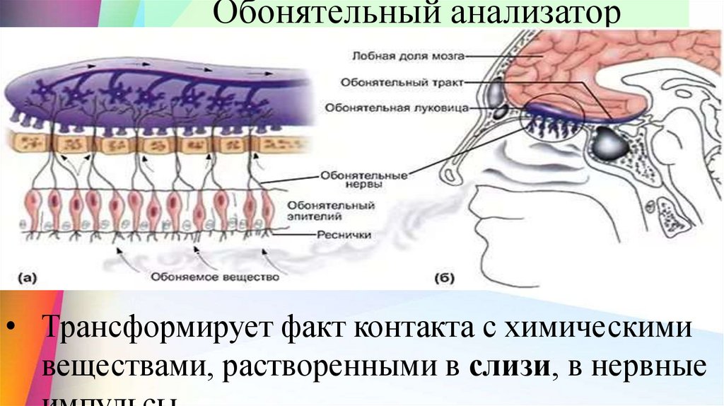 Обонятельный анализатор