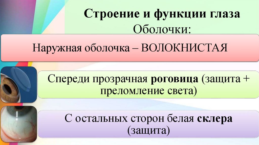 Строение и функции глаза Оболочки: