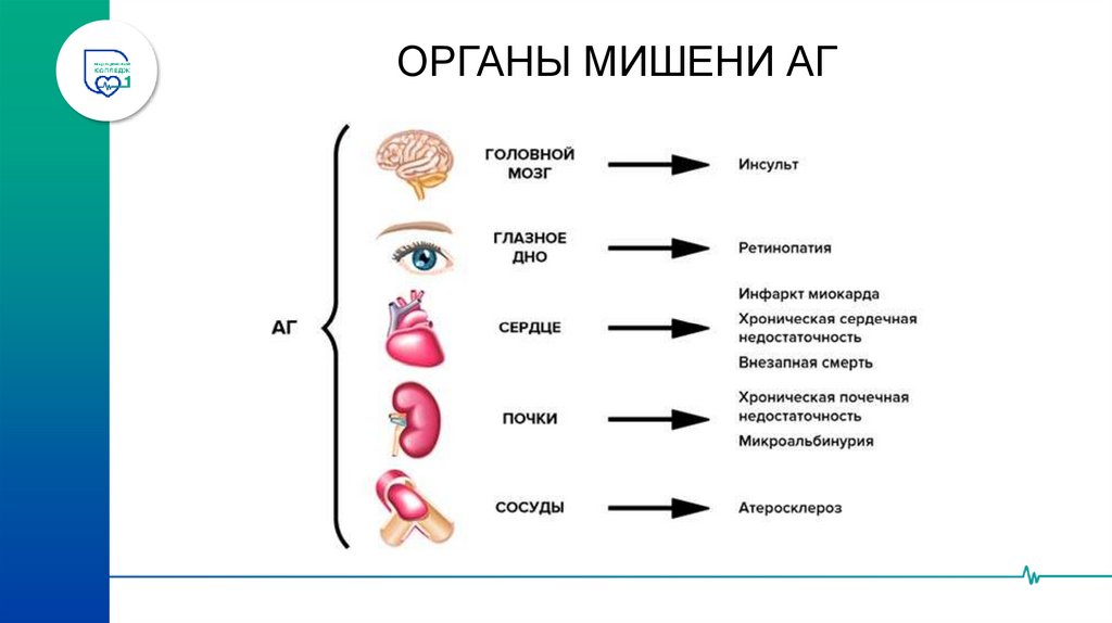 ОРГАНЫ МИШЕНИ АГ