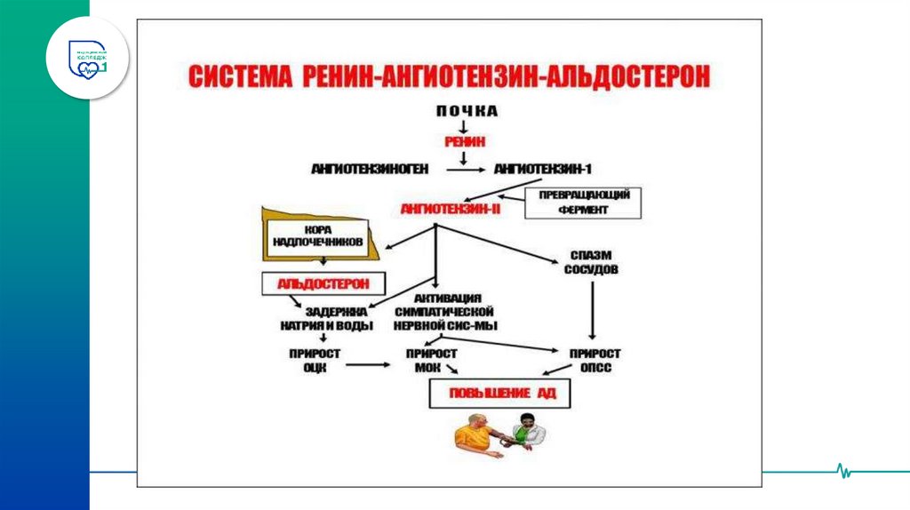 1. Ингибиторы АПФ: механизмы антигипертензивного действия