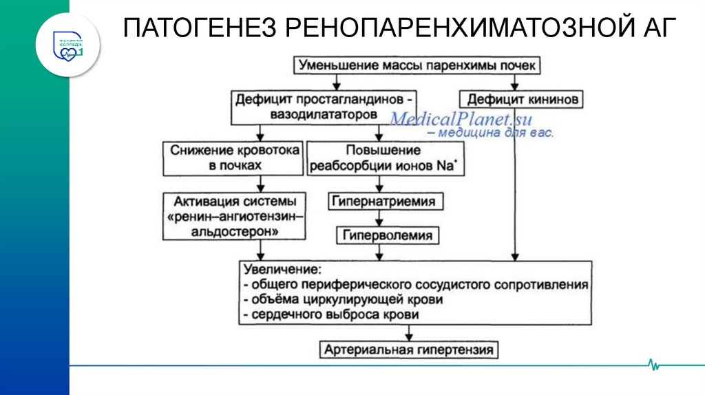 ПАТОГЕНЕЗ РЕНОВАСКУЛЯРНОЙ АГ