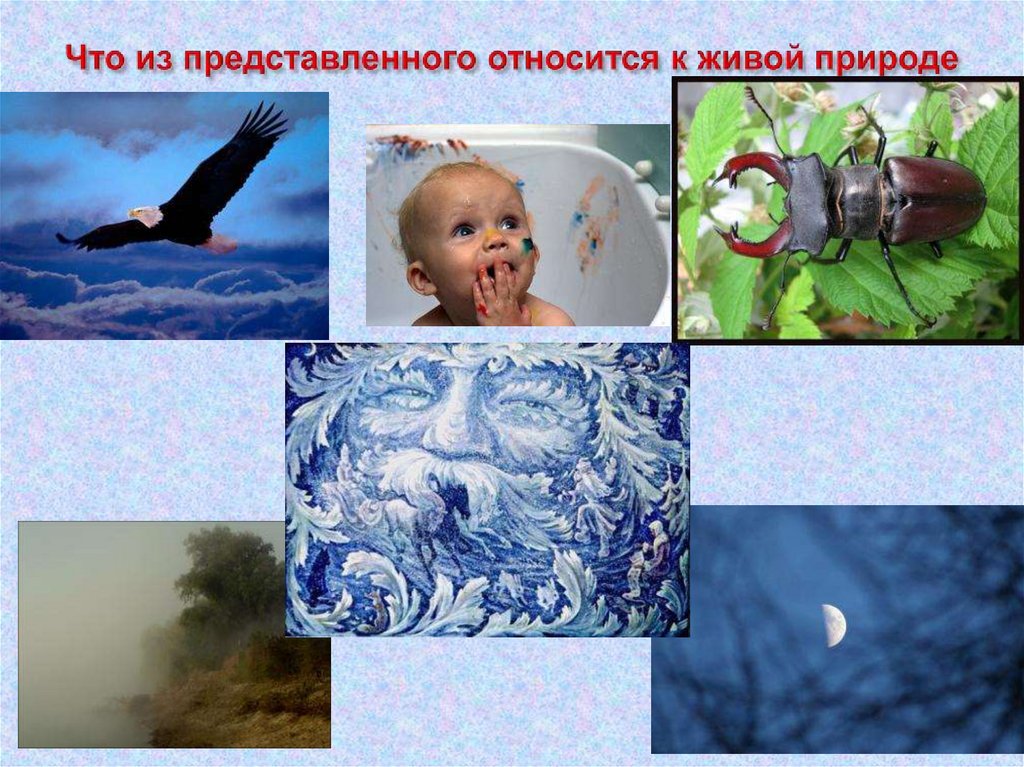 Что из представленного относится к живой природе