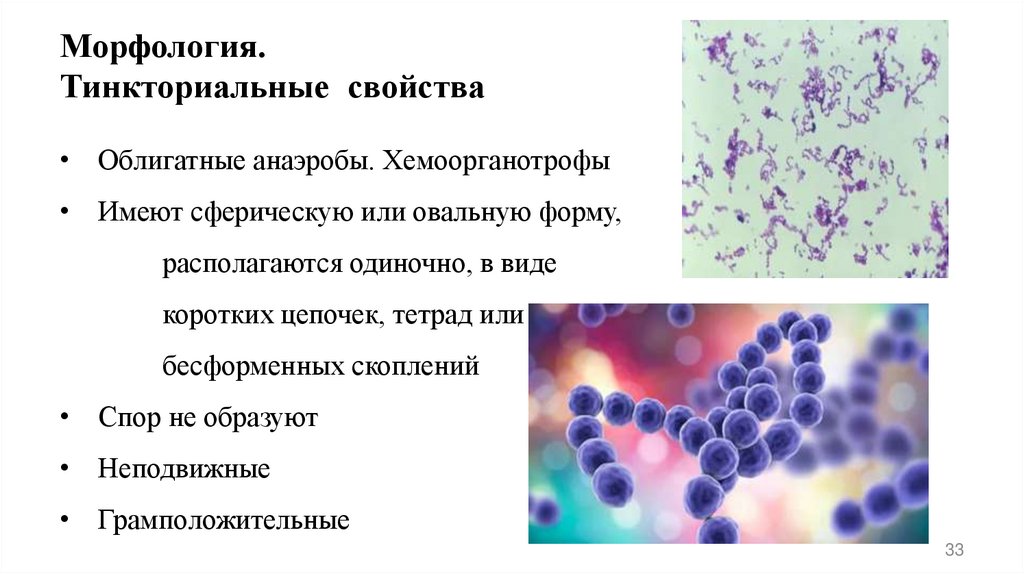 Морфология. Тинкториальные свойства