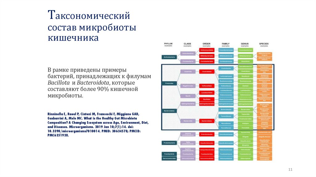 Таксономический состав микробиоты кишечника