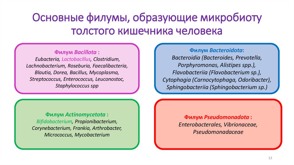 Основные филумы, образующие микробиоту толстого кишечника человека