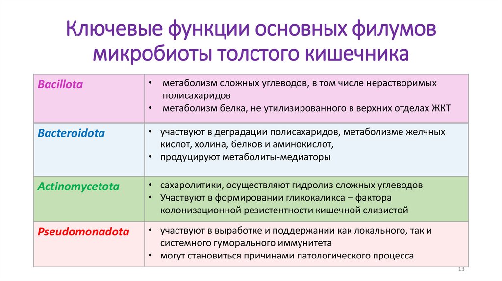 Ключевые функции основных филумов микробиоты толстого кишечника