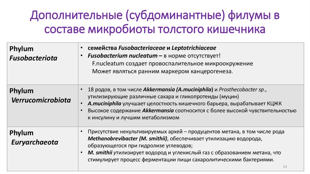 Дополнительные (субдоминантные) филумы в составе микробиоты толстого кишечника