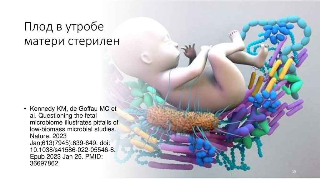 Плод в утробе матери стерилен
