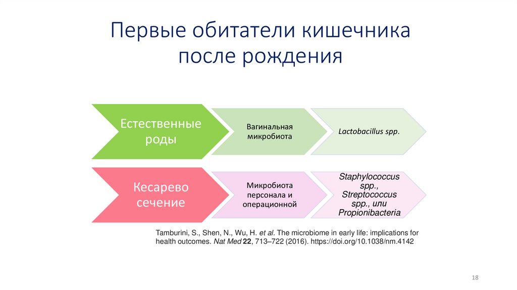 Первые обитатели кишечника после рождения