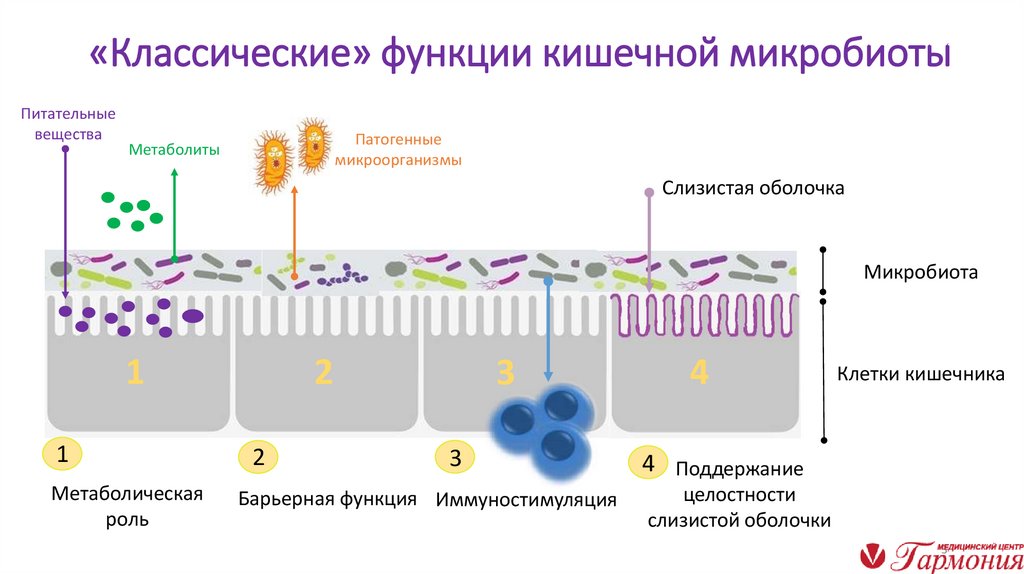 «Классические» функции кишечной микробиоты