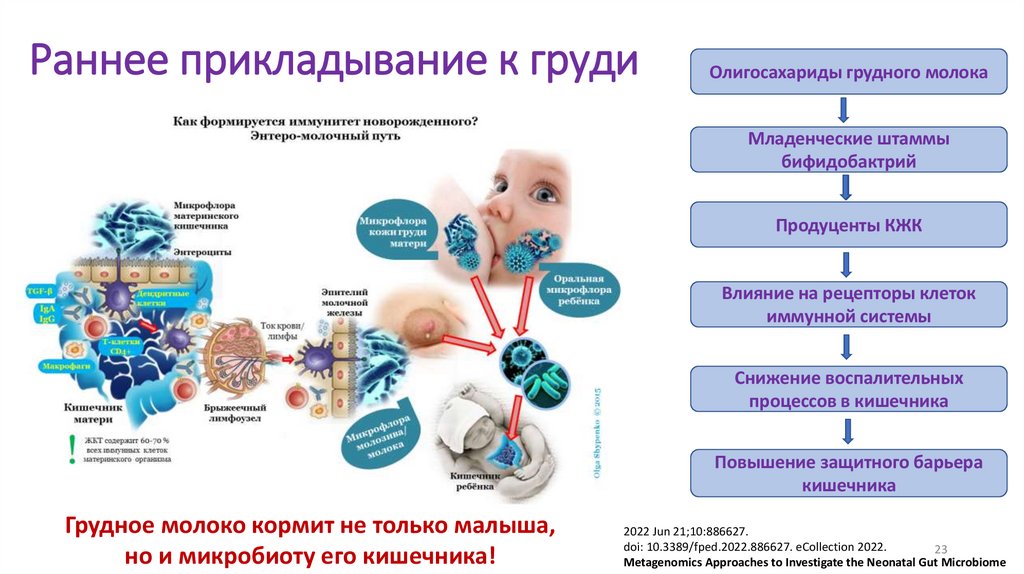 Раннее прикладывание к груди