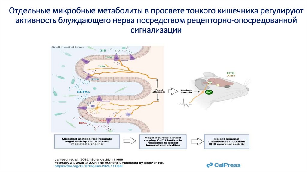 Отдельные микробные метаболиты в просвете тонкого кишечника регулируют активность блуждающего нерва посредством