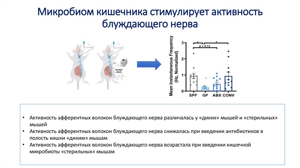 Микробиом кишечника стимулирует активность блуждающего нерва