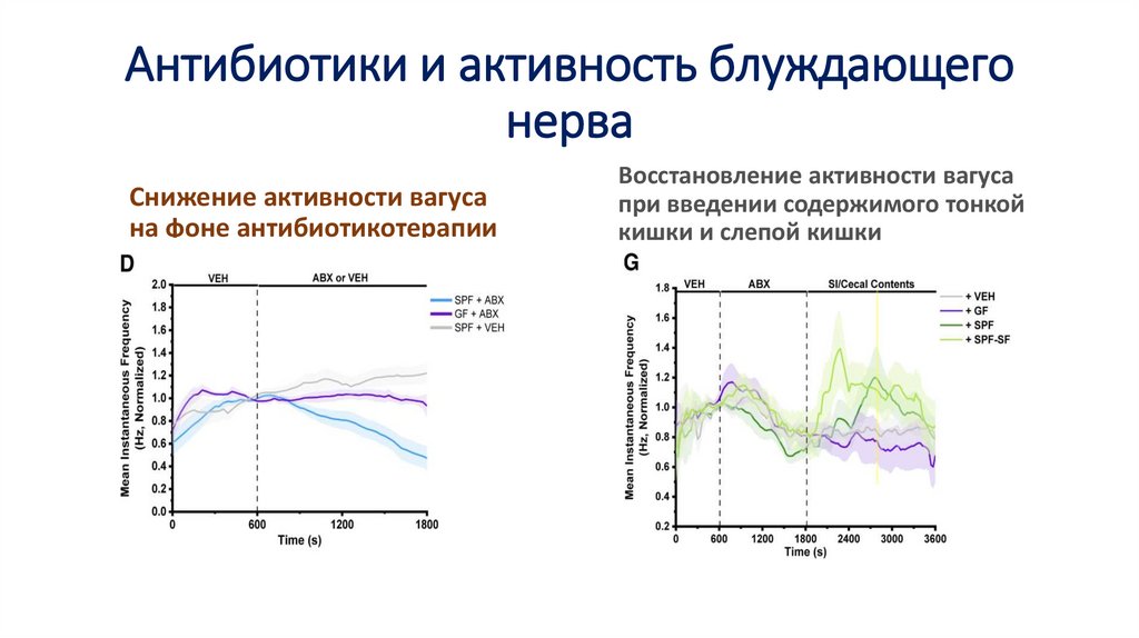 Антибиотики и активность блуждающего нерва
