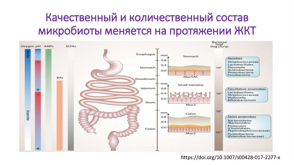 Качественный и количественный состав микробиоты меняется на протяжении ЖКТ