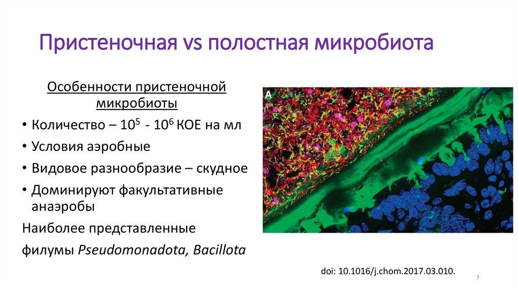 Пристеночная vs полостная микробиота