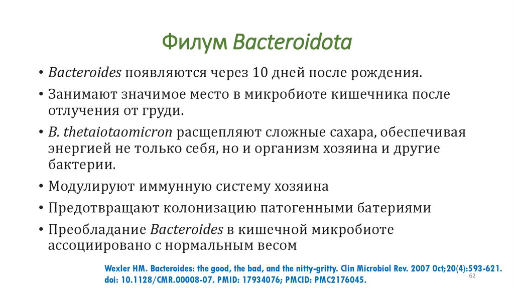 Филум Bacteroidota