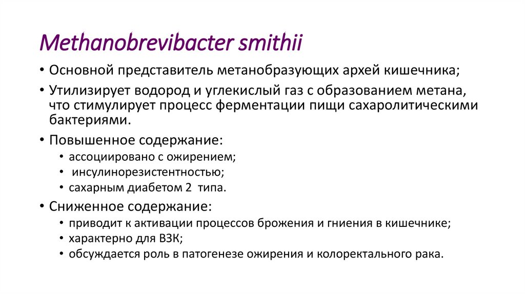 Methanobrevibacter smithii