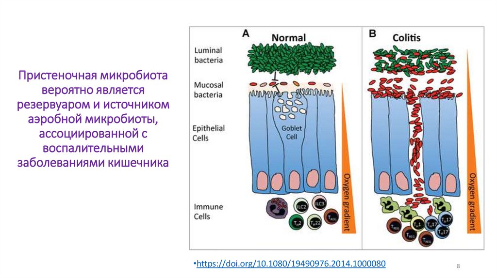Пристеночная микробиота вероятно является резервуаром и источником аэробной микробиоты, ассоциированной с воспалительными