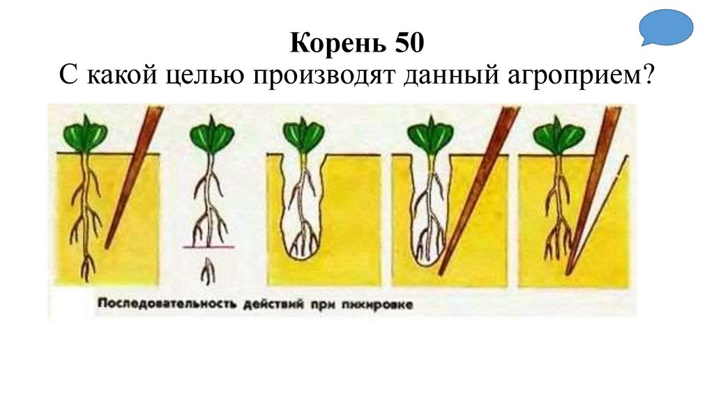 Корень 50 С какой целью производят данный агроприем?