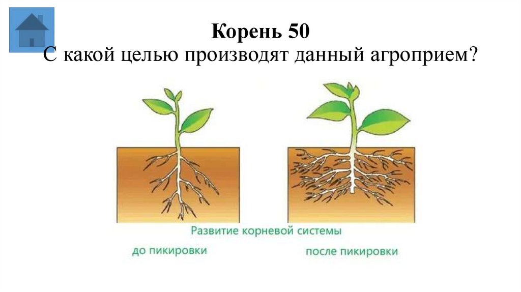 Корень 50 С какой целью производят данный агроприем?