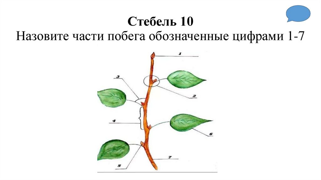 Стебель 10 Назовите части побега обозначенные цифрами 1-7
