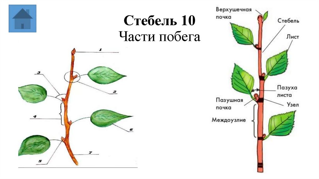 Стебель 10 Части побега