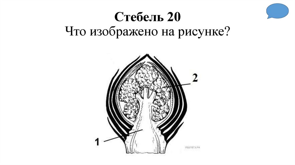Стебель 20 Что изображено на рисунке?