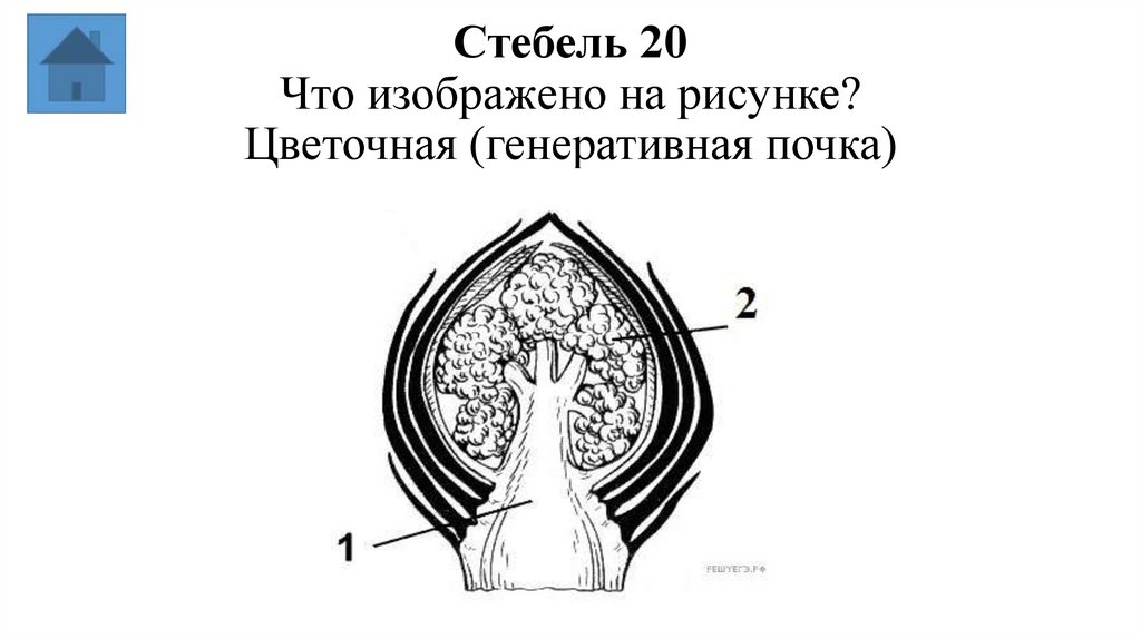 Стебель 20 Что изображено на рисунке? Цветочная (генеративная почка)