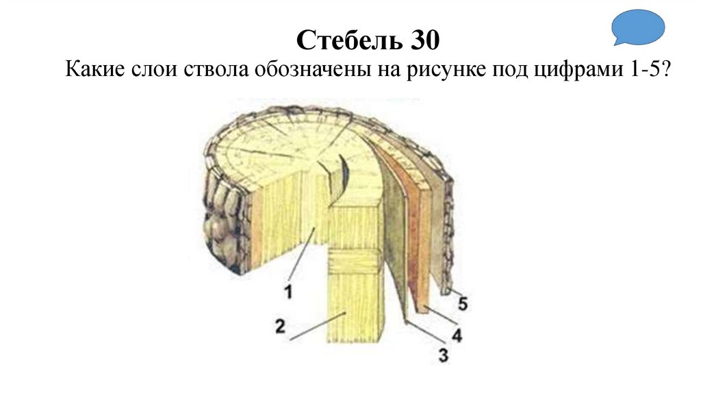 Стебель 30 Какие слои ствола обозначены на рисунке под цифрами 1-5?