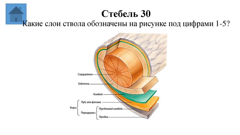 Стебель 30 Какие слои ствола обозначены на рисунке под цифрами 1-5?
