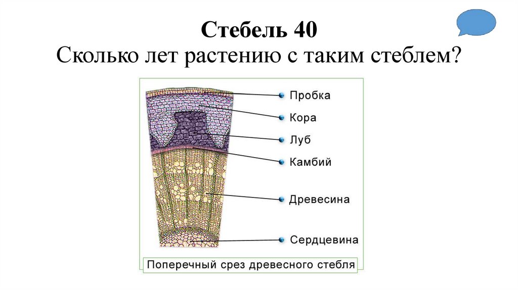 Стебель 40 Сколько лет растению с таким стеблем?