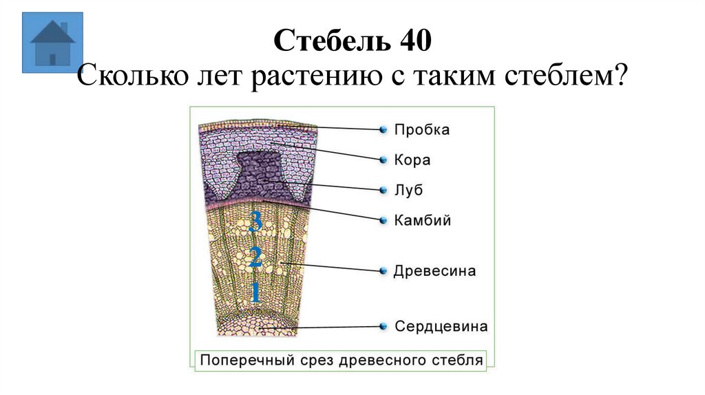 Стебель 40 Сколько лет растению с таким стеблем?