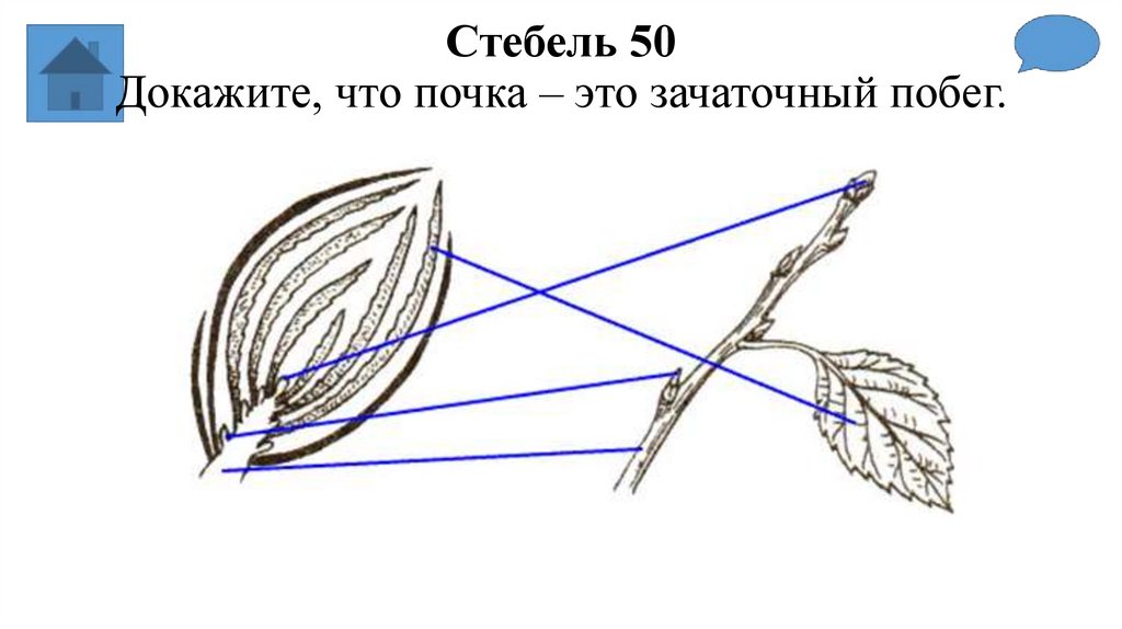 Стебель 50 Докажите, что почка – это зачаточный побег.