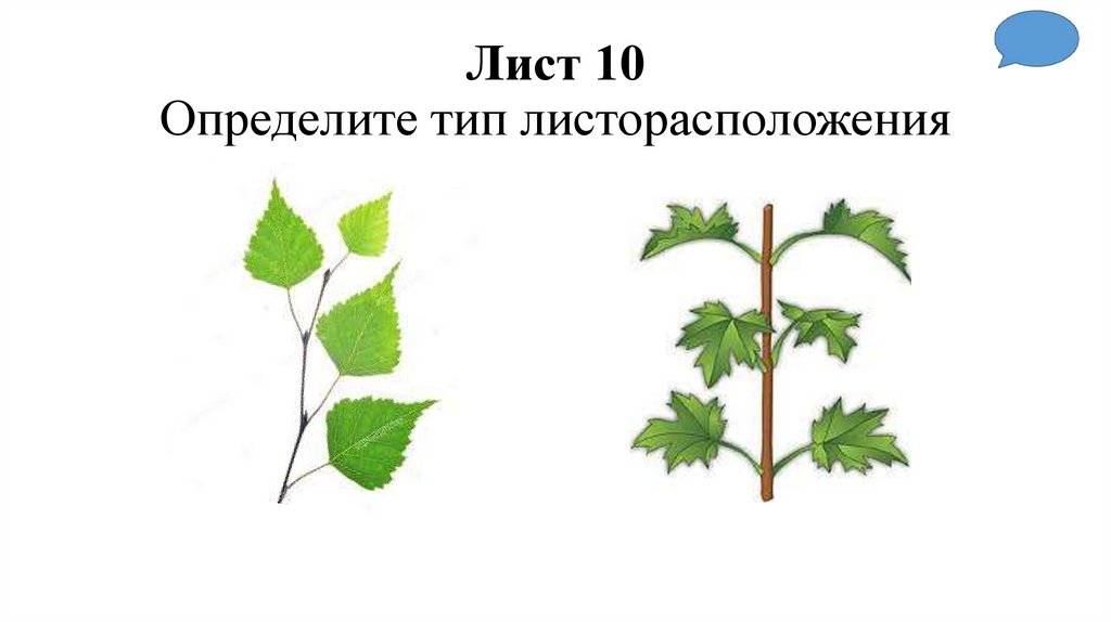Лист 10 Определите тип листорасположения