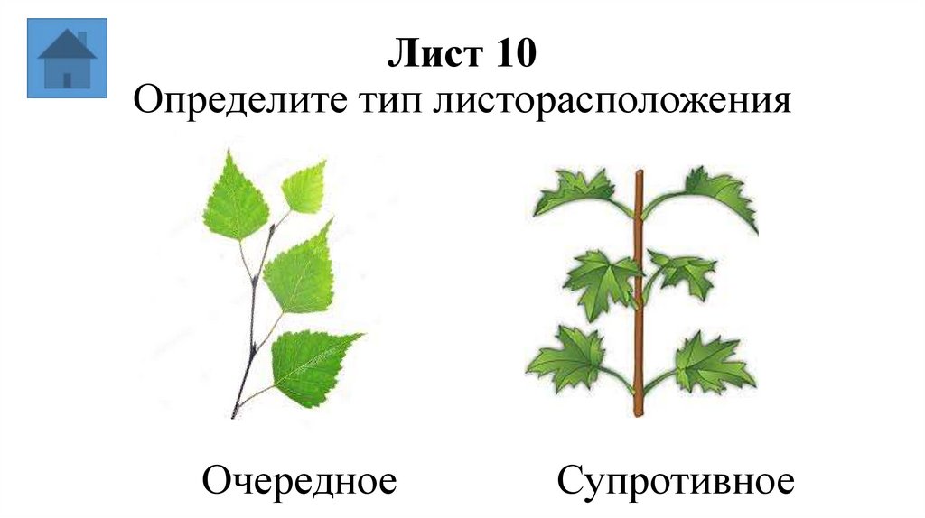 Лист 10 Определите тип листорасположения
