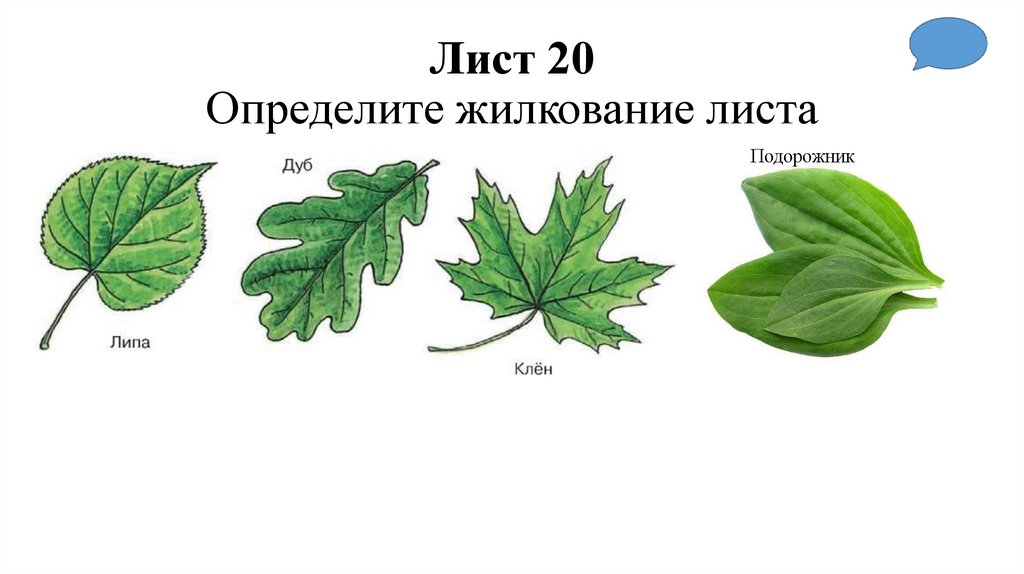 Лист 20 Определите жилкование листа