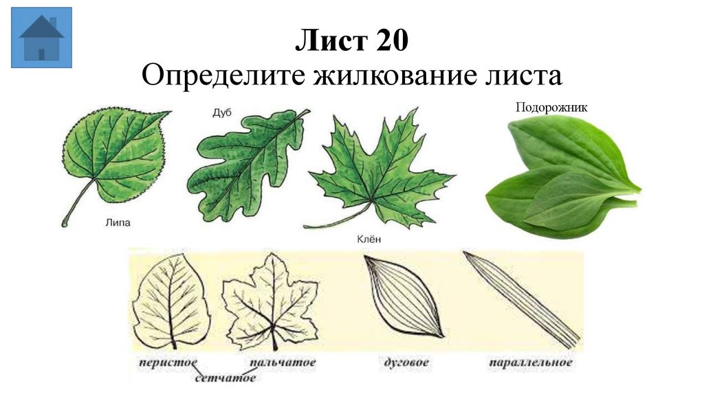 Лист 20 Определите жилкование листа