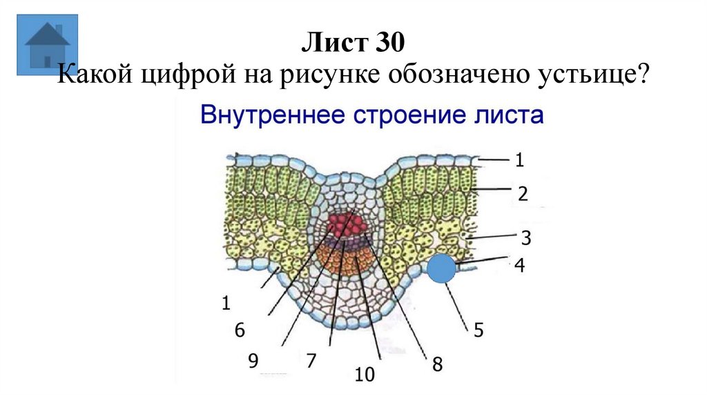 Лист 30 Какой цифрой на рисунке обозначено устьице?