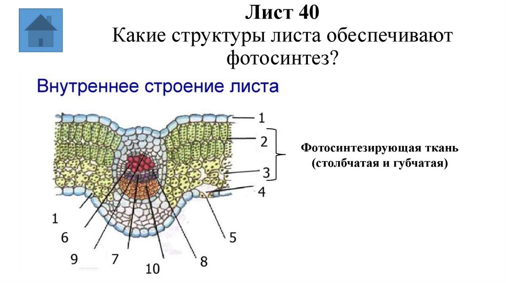 Лист 40 Какие структуры листа обеспечивают фотосинтез?
