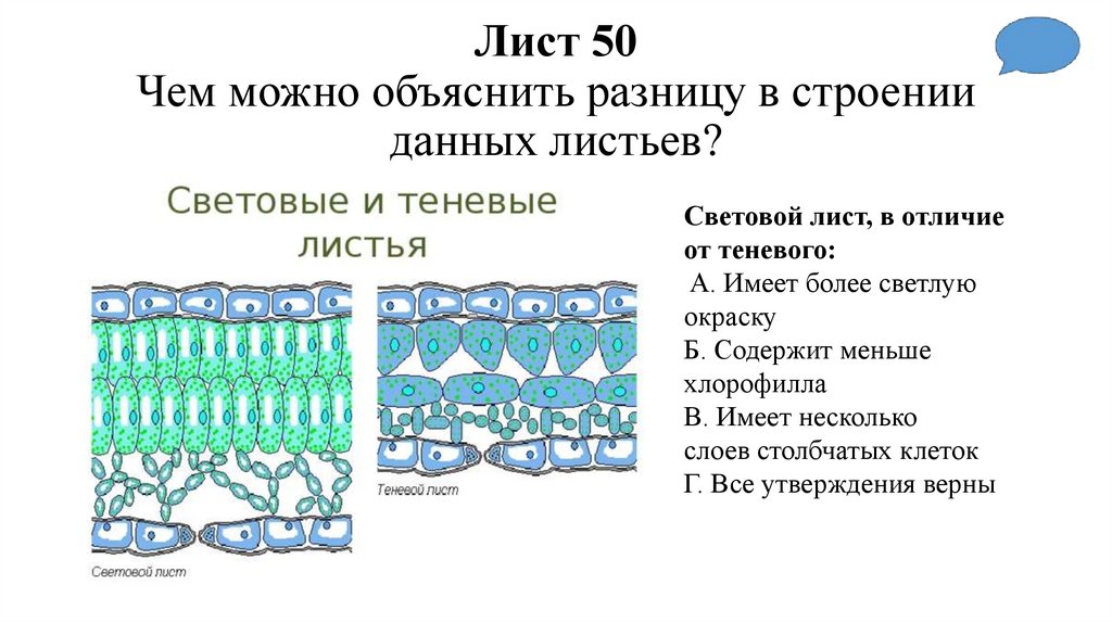 Лист 50 Чем можно объяснить разницу в строении данных листьев?