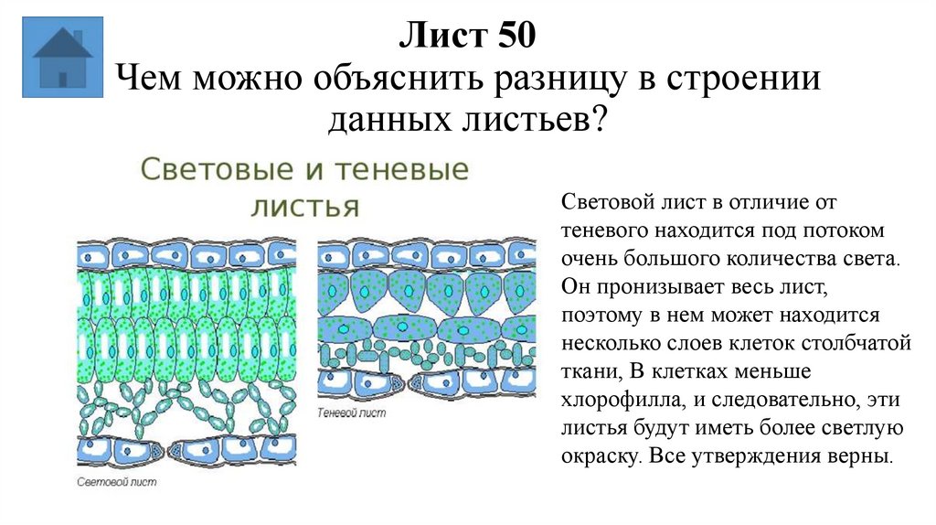 Лист 50 Чем можно объяснить разницу в строении данных листьев?