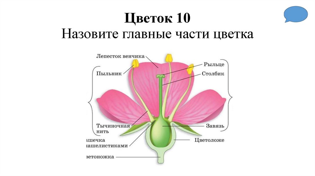 Цветок 10 Назовите главные части цветка