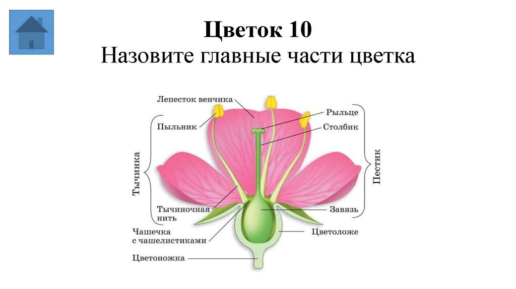 Цветок 10 Назовите главные части цветка